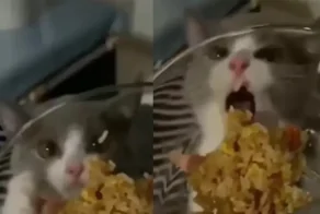 Котик из этого видео не может понять, почему еда не попадает ему в рот