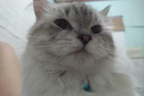 20 котиков – трагиков и комиков