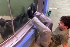 Полиглот, который знает 60 языков и редкие диалекты, решил пообщаться с обезьянами