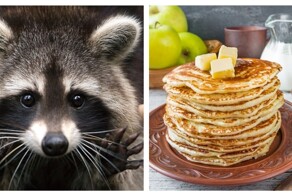 Енот лакомится блинами