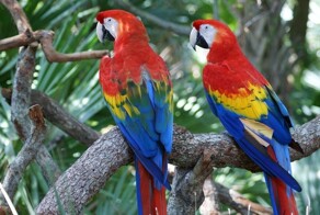 Пернатые пародисты