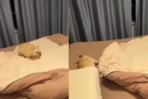 Забавный ритуал пса перед сном