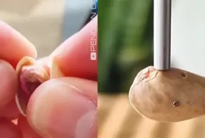 Инженер сделал наушник из фисташки