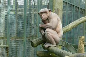 Лысые животные: с чем сталкивается зверь, который лишён шерсти?