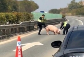 Китайские полицейские пытаются прогнать свинью с дороги