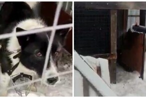 Собака, заболевшая бешенством