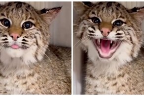 Детёныш рыси недоволен