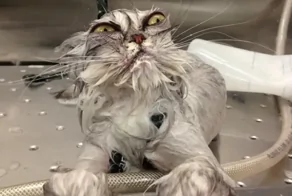 22 смешных фото котанов, демонстрирующих самые разные эмоции