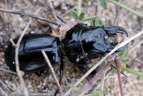 Скарита: радуйтесь, если увидите его на участке. Он перебьёт всех вредителей в округе!
