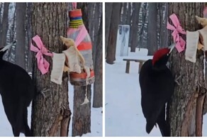 Дятел прилетел на сало