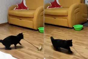 Кот сам себя веселит