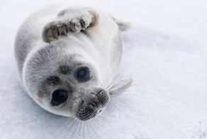 Дикая природа России. Финалисты 2018 года