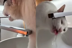 Кот научился открывать воду