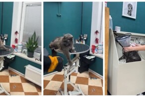 Купание агрессивного кота
