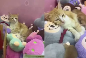 Котики отдыхают в автомате с игрушками