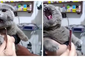 Голод победил ярость