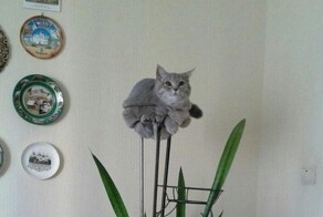 24 примера того, что делает кошку кошкой