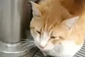 Собравшиеся в отпуск с кошкой туристы забыли оформить документы и бросили ее в аэропорту