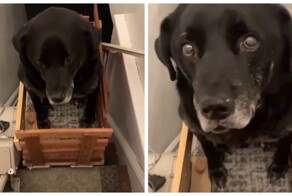 Хозяин сделали подъемник для своего старого пса