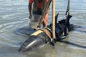 В Новой Зеландии  дельфин запрыгнул в лодку с рыбаками и застрял