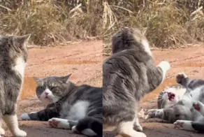 Пушистый король драмы