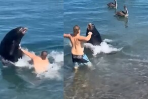 В Мексике пьяный турист пытался подраться с морским львом