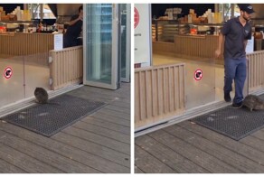 Квоккам здесь не рады