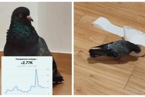 Голубь зарабатывает 300 000₽ в месяц