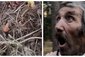 Встреча поляка с лягушкой