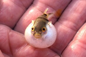 Рыба фугу, ростки фасоли и огненный перец: ТОП-10 самой опасной еды в мире