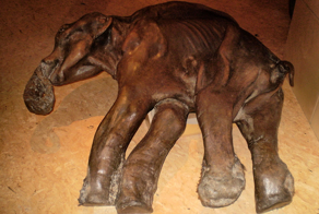 4 якутские мумии древних животных, равных которым нет во всём мире!