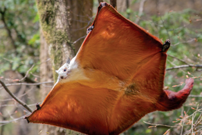 Красно-белая летяга:  размером с кошку, они ещё и летать умеют!