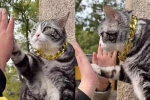 Кошка «даёт пять» посетителям храма