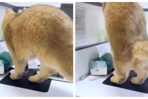 Критическая неудача кота