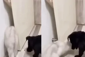 Пёс съел корм из заначки кота