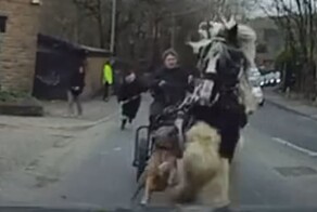В Британии собака сорвалась с поводка и устроила ДТП с участием лошадей