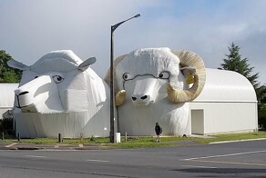 Новозеландские гигантские барашки и пёс, очаровывающие туристов