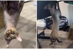 Пушистый поклонник Человека-паука