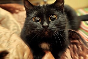 20 кошек, способных вызвать восторг и ужас