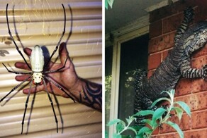 20 доказательств того, что Австралия – это страна не для слабонервных