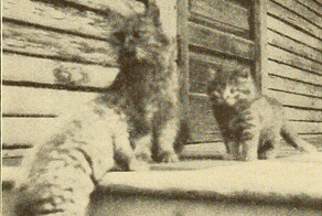 20 очаровательных винтажных фото котов, доказывающих, что люди всегда обожали пушистых питомцев