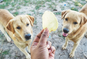 Почему  животные обожают чипсы?