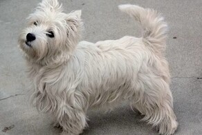 Названы самые красивые породы собак по принципу золотого сечения