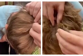 Грызун сделал уютное гнездо в волосах девушки