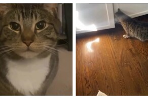 Кот разработал целую схему, чтобы проводить время в одиночестве