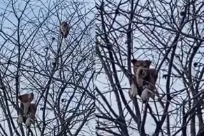 Пёс и кот забрались на дерево