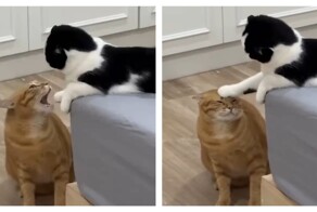 Кот утихомирил своего сородича