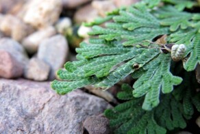 5 удивительных растений нашей планеты - живых загадок природы