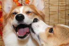 20 собак, которые излучают нежность и любят целоваться