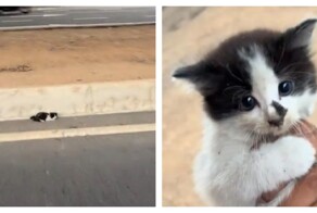 Спасение котёнка на дороге